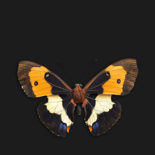 Screenshot 2025-09-02 at 17.58.31
